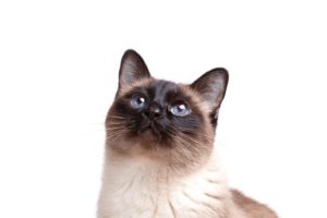 【明るくてチャレンジ精神旺盛なシャム猫タイプ】おすすめマッチングアプリ