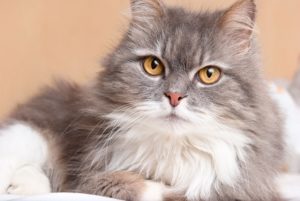 【優雅で好奇心旺盛なペルシャ猫タイプ】おすすめマッチングアプリ