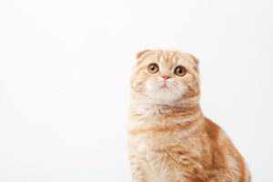 【静かな自信家スコティッシュフォールドタイプ】おすすめマッチングアプリ