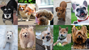 犬の人気ランキング10【2020年度版】飼いやすいあの子が第1位