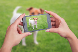 最高の癒し!人気ペットインフルエンサーを調査【犬編】